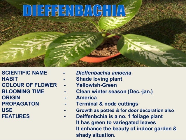 Identification Of Ornamentals