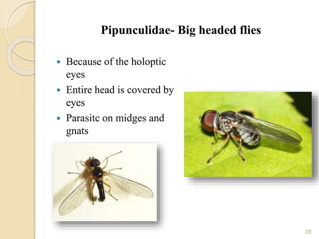 Identification of parasitoids ppt- ENTOMOLOGY | PPTX