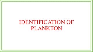 IDENTIFICATION OF
PLANKTON
 