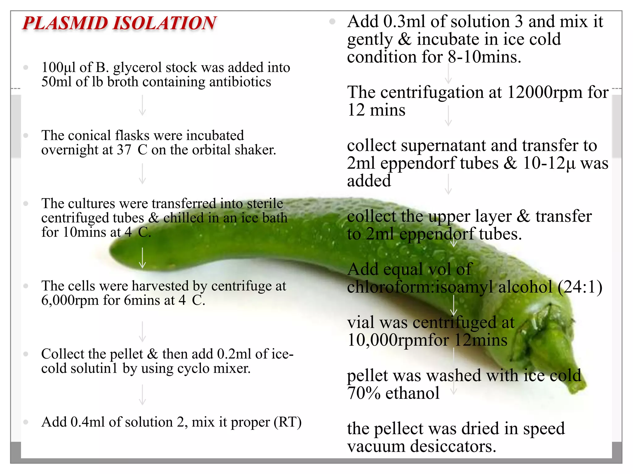 PLASMID ISOLATION                                Add 0.3ml of solution 3 and mix it
                                                  gently & incubate in ice cold
                                                  condition for 8-10mins.
 100μl of B. glycerol stock was added into
   50ml of lb broth containing antibiotics
                                                  The centrifugation at 12000rpm for
                                                  12 mins
 The conical flasks were incubated
   overnight at 37 C on the orbital shaker.       collect supernatant and transfer to
                                                  2ml eppendorf tubes & 10-12μ was
                                                  added
 The cultures were transferred into sterile
   centrifuged tubes & chilled in an ice bath     collect the upper layer & transfer
   for 10mins at 4 C.                             to 2ml eppendorf tubes.
                                                  Add equal vol of
 The cells were harvested by centrifuge at       chloroform:isoamyl alcohol (24:1)
   6,000rpm for 6mins at 4 C.
                                                  vial was centrifuged at
                                                  10,000rpmfor 12mins
 Collect the pellet & then add 0.2ml of ice-
   cold solutin1 by using cyclo mixer.
                                                  pellet was washed with ice cold
                                                  70% ethanol
 Add 0.4ml of solution 2, mix it proper (RT)
                                                  the pellect was dried in speed
                                                  vacuum desiccators.
 