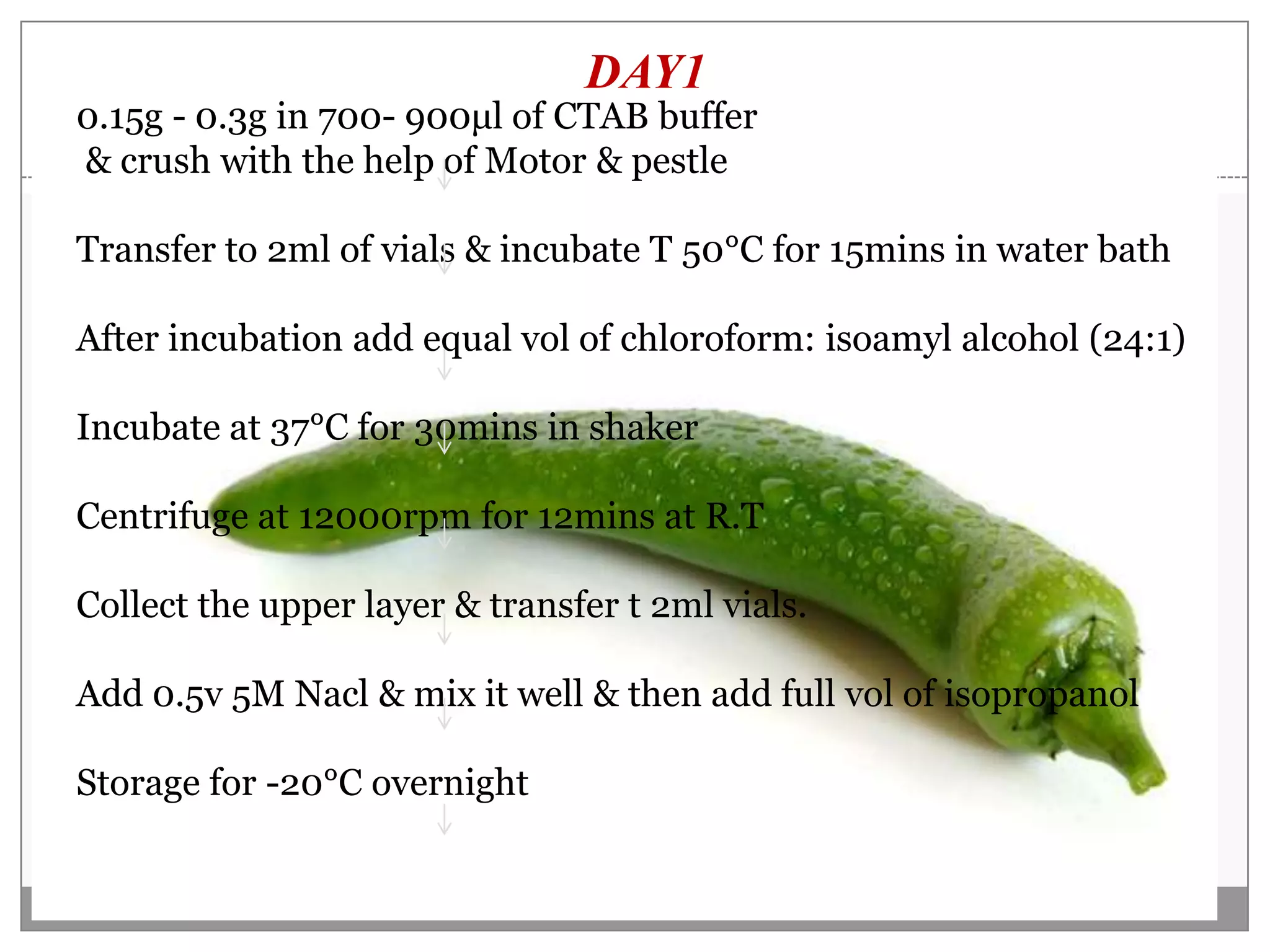 DAY1
0.15g - 0.3g in 700- 900μl of CTAB buffer
& crush with the help of Motor & pestle

Transfer to 2ml of vials & incubate T 50°C for 15mins in water bath

After incubation add equal vol of chloroform: isoamyl alcohol (24:1)

Incubate at 37°C for 30mins in shaker

Centrifuge at 12000rpm for 12mins at R.T

Collect the upper layer & transfer t 2ml vials.

Add 0.5v 5M Nacl & mix it well & then add full vol of isopropanol

Storage for -20°C overnight
 