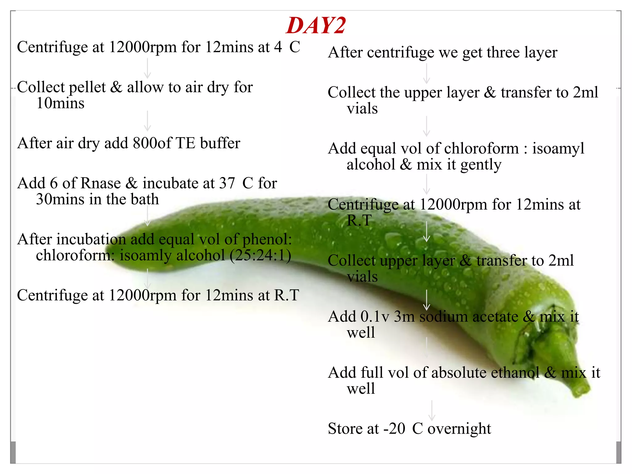 DAY2
Centrifuge at 12000rpm for 12mins at 4 C    After centrifuge we get three layer

Collect pellet & allow to air dry for       Collect the upper layer & transfer to 2ml
  10mins                                      vials

After air dry add 800of TE buffer           Add equal vol of chloroform : isoamyl
                                              alcohol & mix it gently
Add 6 of Rnase & incubate at 37 C for
  30mins in the bath                        Centrifuge at 12000rpm for 12mins at
                                              R.T
After incubation add equal vol of phenol:
  chloroform: isoamly alcohol (25:24:1)     Collect upper layer & transfer to 2ml
                                              vials
Centrifuge at 12000rpm for 12mins at R.T
                                            Add 0.1v 3m sodium acetate & mix it
                                              well

                                            Add full vol of absolute ethanol & mix it
                                              well

                                            Store at -20 C overnight
 
