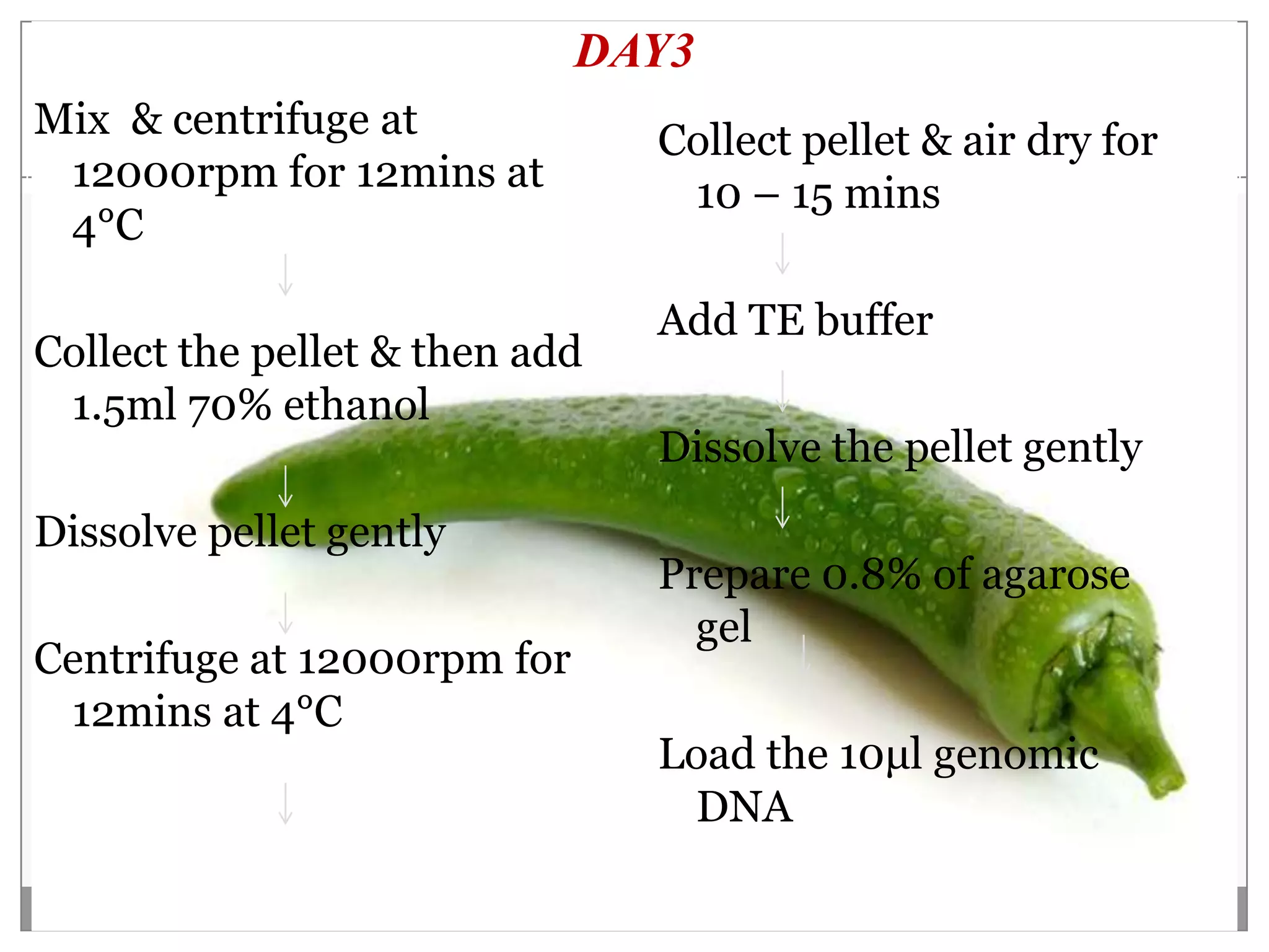 DAY3
Mix & centrifuge at             Collect pellet & air dry for
 12000rpm for 12mins at          10 – 15 mins
 4°C

                                Add TE buffer
Collect the pellet & then add
 1.5ml 70% ethanol
                                Dissolve the pellet gently
Dissolve pellet gently
                                Prepare 0.8% of agarose
                                  gel
Centrifuge at 12000rpm for
 12mins at 4°C
                                Load the 10μl genomic
                                 DNA
 
