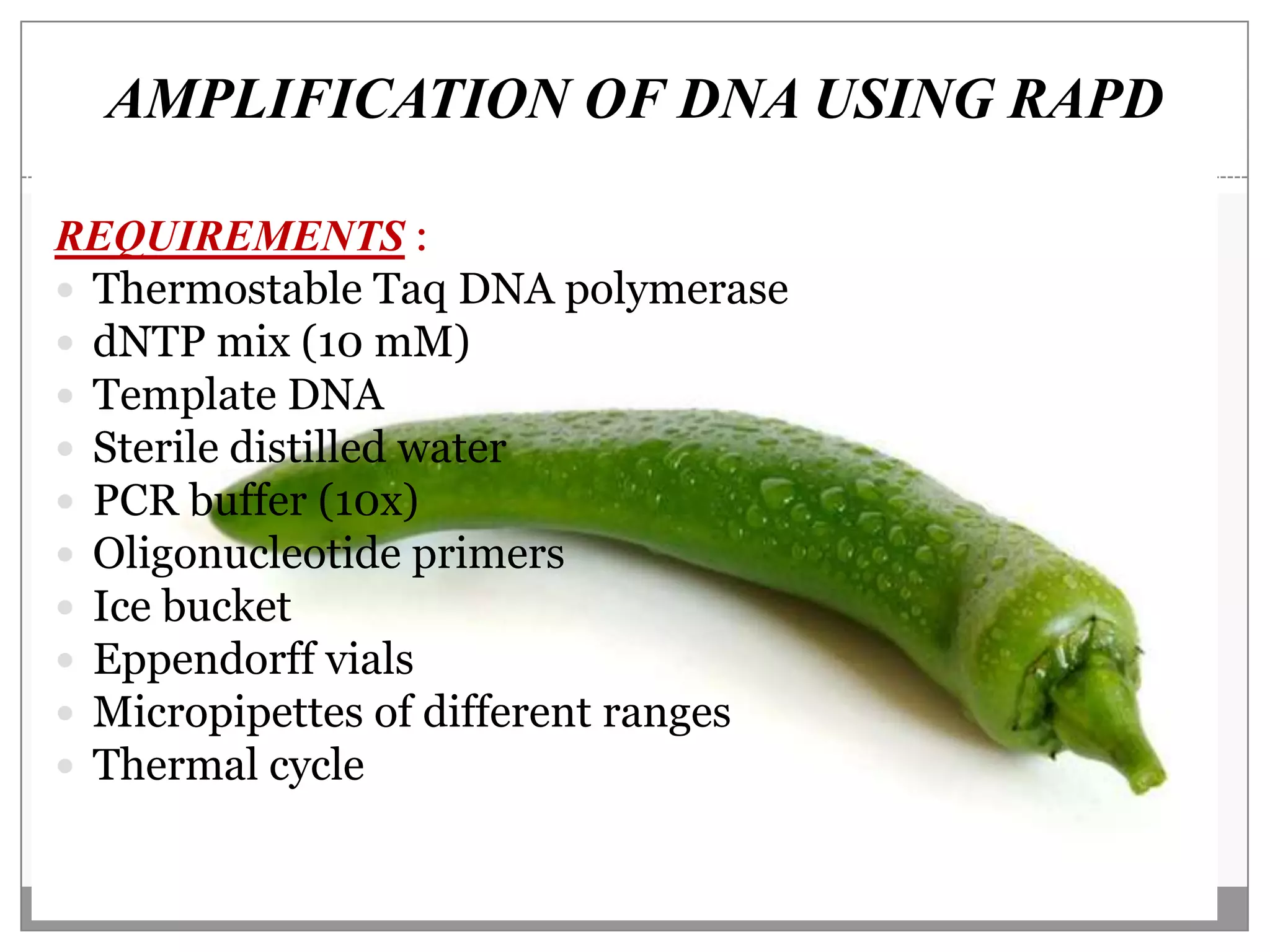 AMPLIFICATION OF DNA USING RAPD

REQUIREMENTS :
 Thermostable Taq DNA polymerase
 dNTP mix (10 mM)
 Template DNA
 Sterile distilled water
 PCR buffer (10x)
 Oligonucleotide primers
 Ice bucket
 Eppendorff vials
 Micropipettes of different ranges
 Thermal cycle
 
