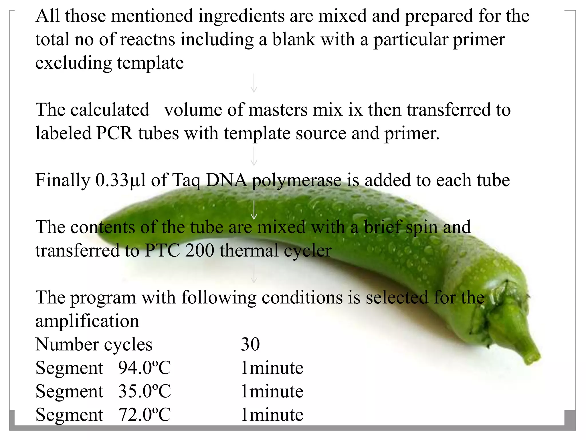 All those mentioned ingredients are mixed and prepared for the
total no of reactns including a blank with a particular primer
excluding template

The calculated volume of masters mix ix then transferred to
labeled PCR tubes with template source and primer.

Finally 0.33µl of Taq DNA polymerase is added to each tube

The contents of the tube are mixed with a brief spin and
transferred to PTC 200 thermal cycler

The program with following conditions is selected for the
amplification
Number cycles           30
Segment 94.0ºC          1minute
Segment 35.0ºC          1minute
Segment 72.0ºC          1minute
 