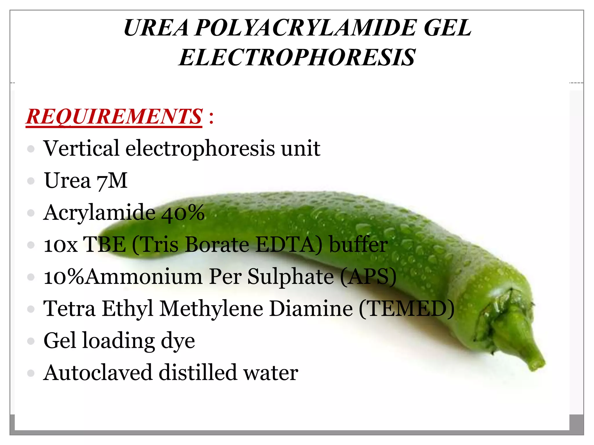 UREA POLYACRYLAMIDE GEL
           ELECTROPHORESIS

REQUIREMENTS :
 Vertical electrophoresis unit
 Urea 7M
 Acrylamide 40%
 10x TBE (Tris Borate EDTA) buffer
 10%Ammonium Per Sulphate (APS)
 Tetra Ethyl Methylene Diamine (TEMED)
 Gel loading dye
 Autoclaved distilled water
 