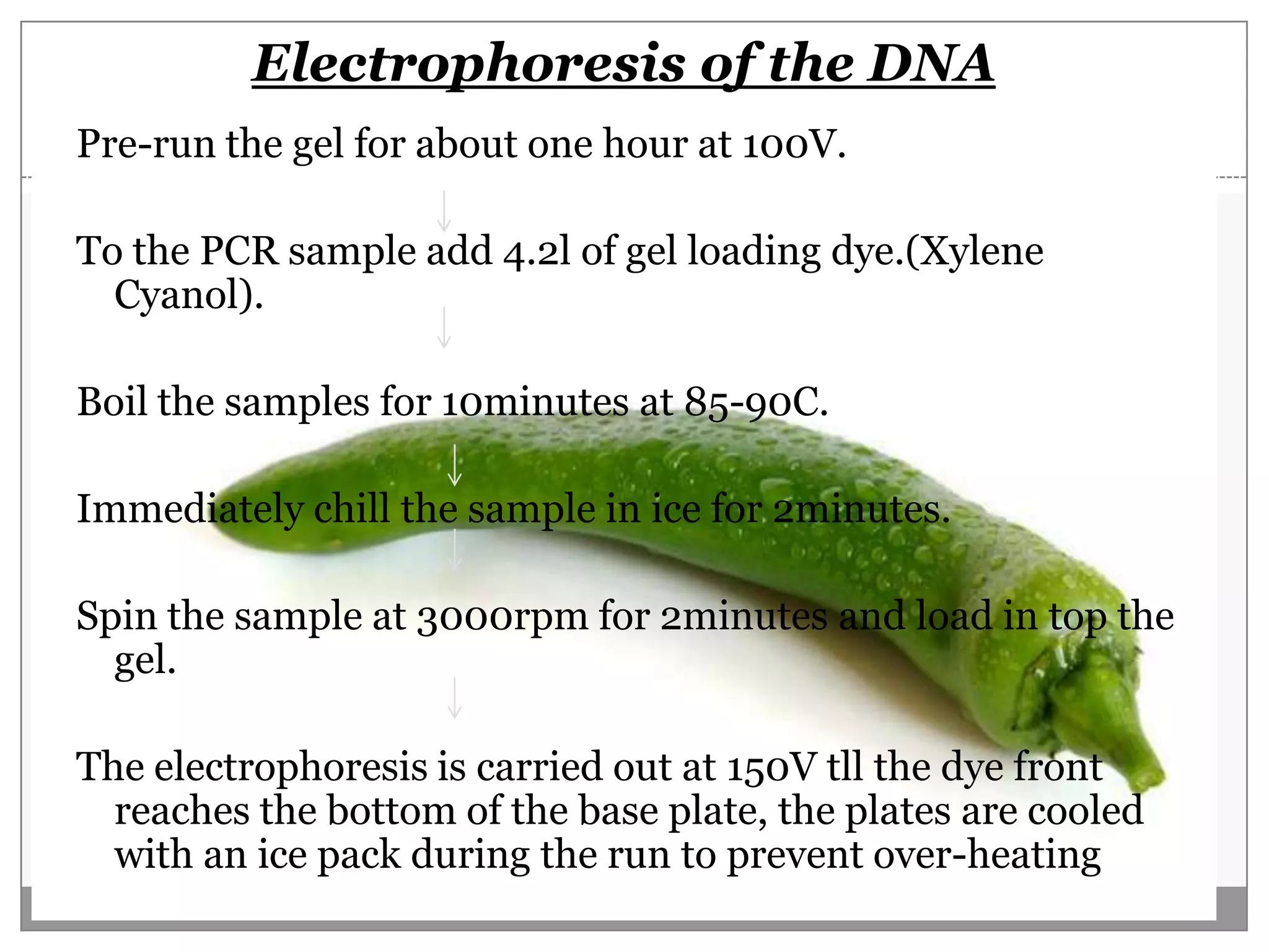 Electrophoresis of the DNA
Pre-run the gel for about one hour at 100V.

To the PCR sample add 4.2l of gel loading dye.(Xylene
  Cyanol).

Boil the samples for 10minutes at 85-90C.

Immediately chill the sample in ice for 2minutes.

Spin the sample at 3000rpm for 2minutes and load in top the
  gel.

The electrophoresis is carried out at 150V tll the dye front
  reaches the bottom of the base plate, the plates are cooled
  with an ice pack during the run to prevent over-heating
 