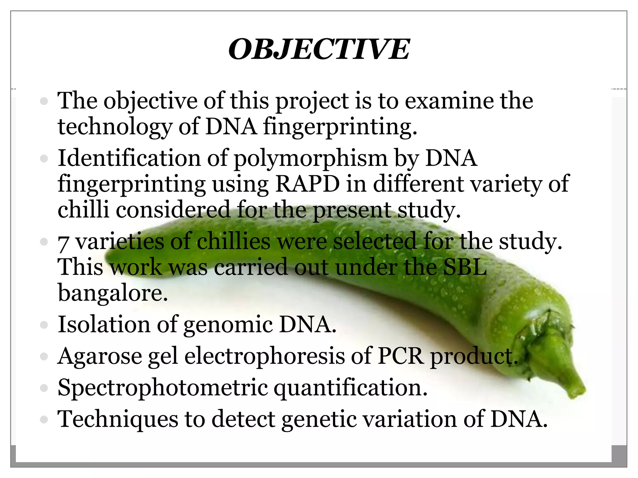 OBJECTIVE
 The objective of this project is to examine the
    technology of DNA fingerprinting.
   Identification of polymorphism by DNA
    fingerprinting using RAPD in different variety of
    chilli considered for the present study.
   7 varieties of chillies were selected for the study.
    This work was carried out under the SBL
    bangalore.
   Isolation of genomic DNA.
   Agarose gel electrophoresis of PCR product.
   Spectrophotometric quantification.
   Techniques to detect genetic variation of DNA.
 