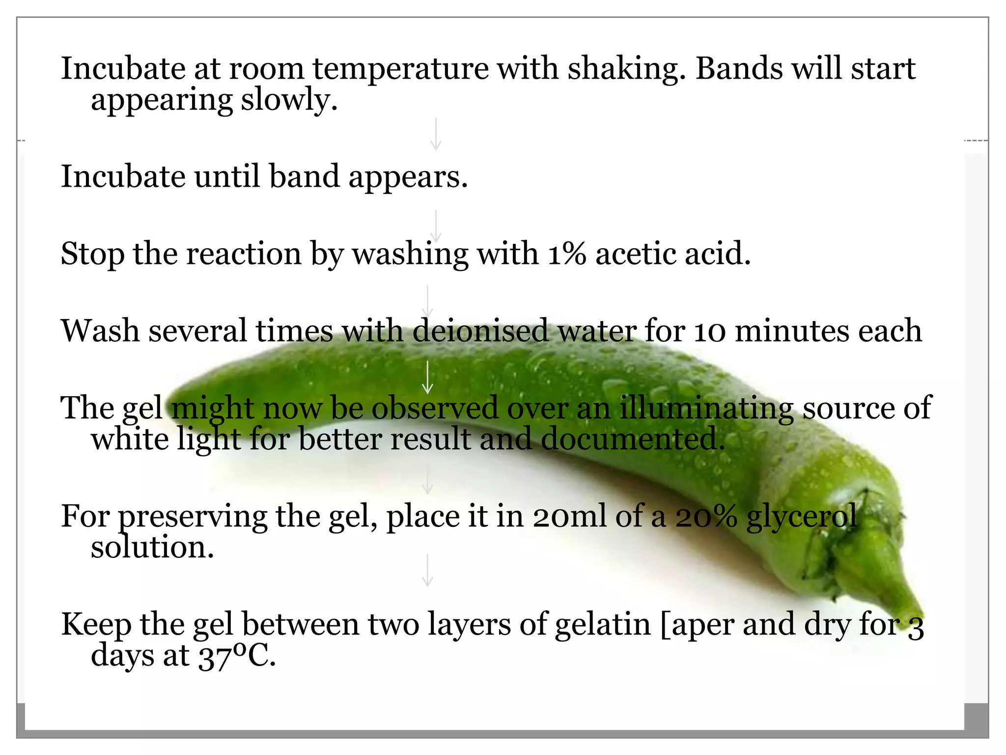 Incubate at room temperature with shaking. Bands will start
  appearing slowly.

Incubate until band appears.

Stop the reaction by washing with 1% acetic acid.

Wash several times with deionised water for 10 minutes each

The gel might now be observed over an illuminating source of
  white light for better result and documented.

For preserving the gel, place it in 20ml of a 20% glycerol
  solution.

Keep the gel between two layers of gelatin [aper and dry for 3
  days at 37ºC.
 