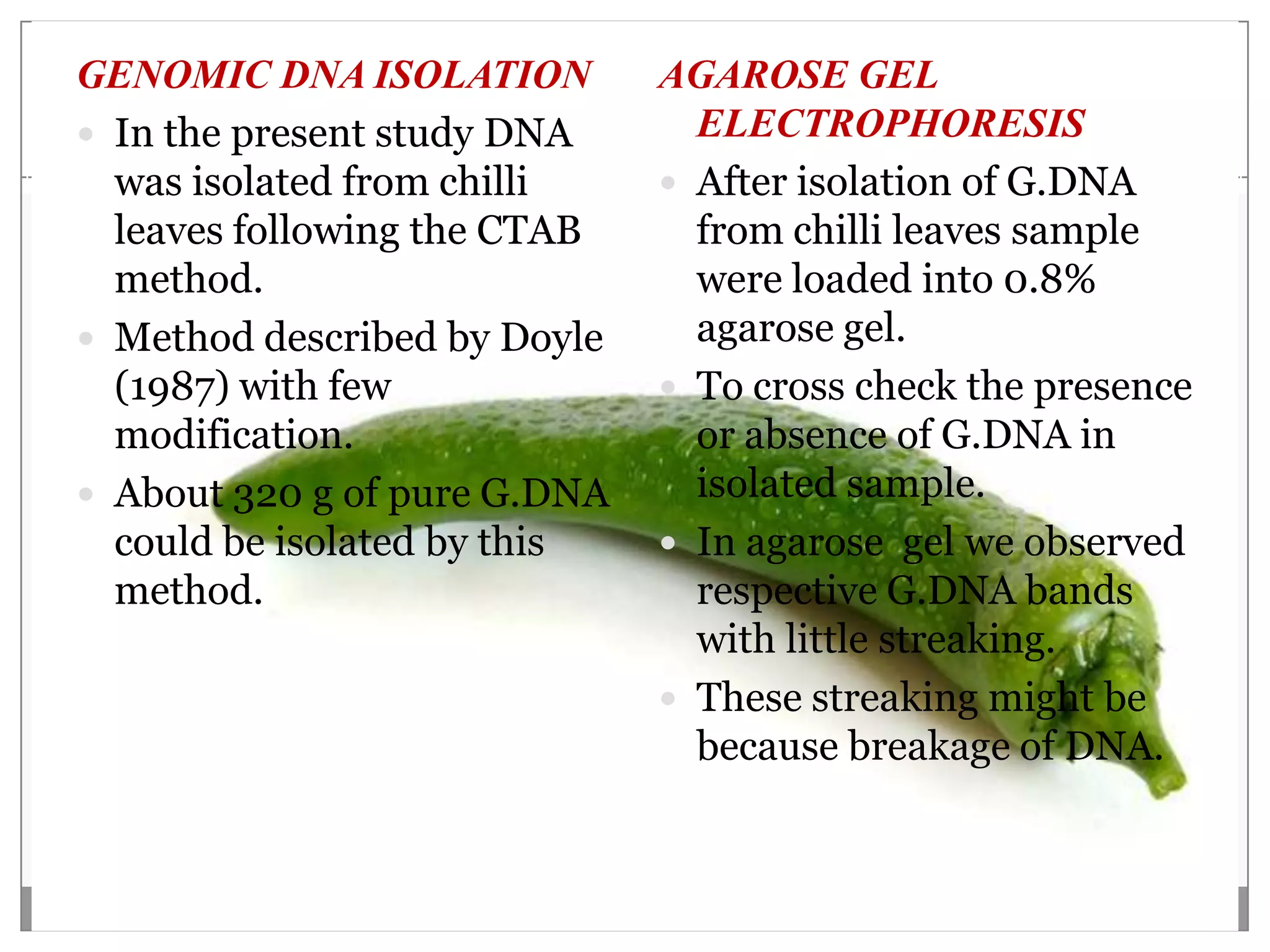 GENOMIC DNA ISOLATION         AGAROSE GEL
 In the present study DNA      ELECTROPHORESIS
  was isolated from chilli     After isolation of G.DNA
  leaves following the CTAB     from chilli leaves sample
  method.                       were loaded into 0.8%
 Method described by Doyle     agarose gel.
  (1987) with few              To cross check the presence
  modification.                 or absence of G.DNA in
 About 320 g of pure G.DNA     isolated sample.
  could be isolated by this    In agarose gel we observed
  method.                       respective G.DNA bands
                                with little streaking.
                               These streaking might be
                                because breakage of DNA.
 