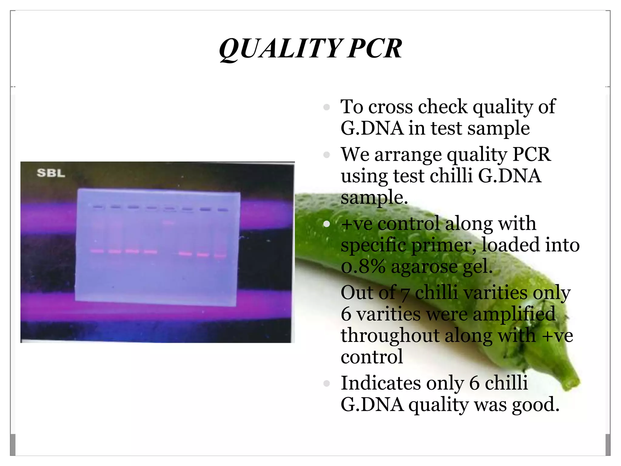 QUALITY PCR
       To cross check quality of
          G.DNA in test sample
         We arrange quality PCR
          using test chilli G.DNA
          sample.
         +ve control along with
          specific primer, loaded into
          0.8% agarose gel.
         Out of 7 chilli varities only
          6 varities were amplified
          throughout along with +ve
          control
         Indicates only 6 chilli
          G.DNA quality was good.
 