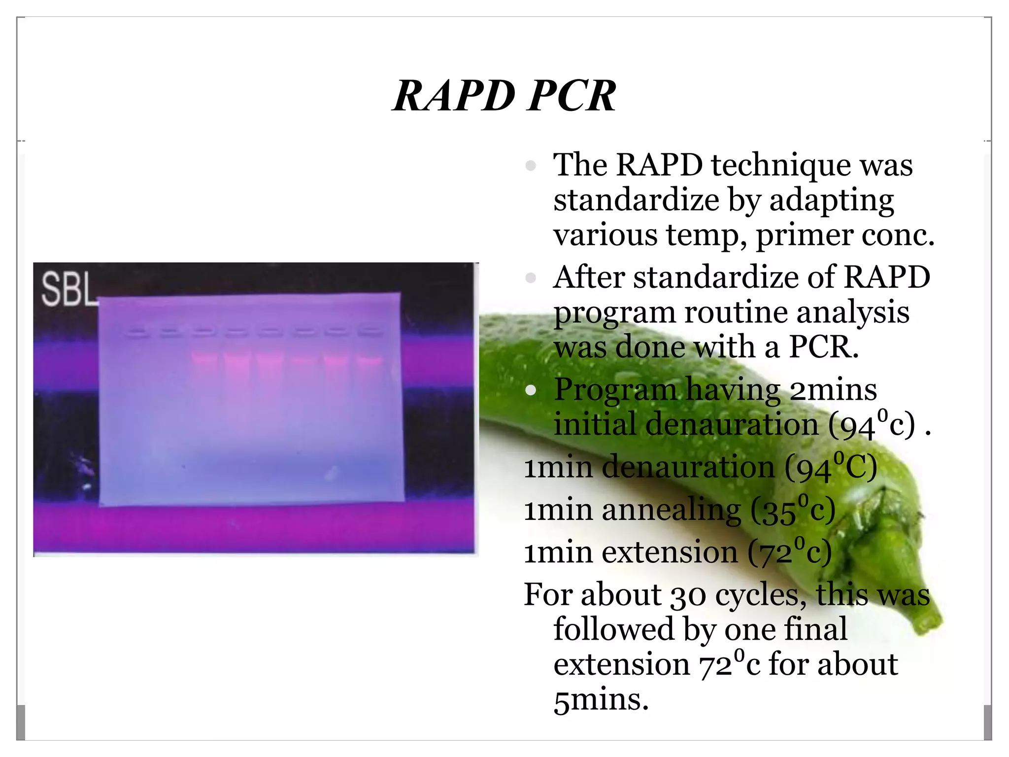 RAPD PCR
     The RAPD technique was
      standardize by adapting
      various temp, primer conc.
     After standardize of RAPD
      program routine analysis
      was done with a PCR.
     Program having 2mins
      initial denauration (94⁰c) .
    1min denauration (94⁰C)
    1min annealing (35⁰c)
    1min extension (72⁰c)
    For about 30 cycles, this was
      followed by one final
      extension 72⁰c for about
      5mins.
 