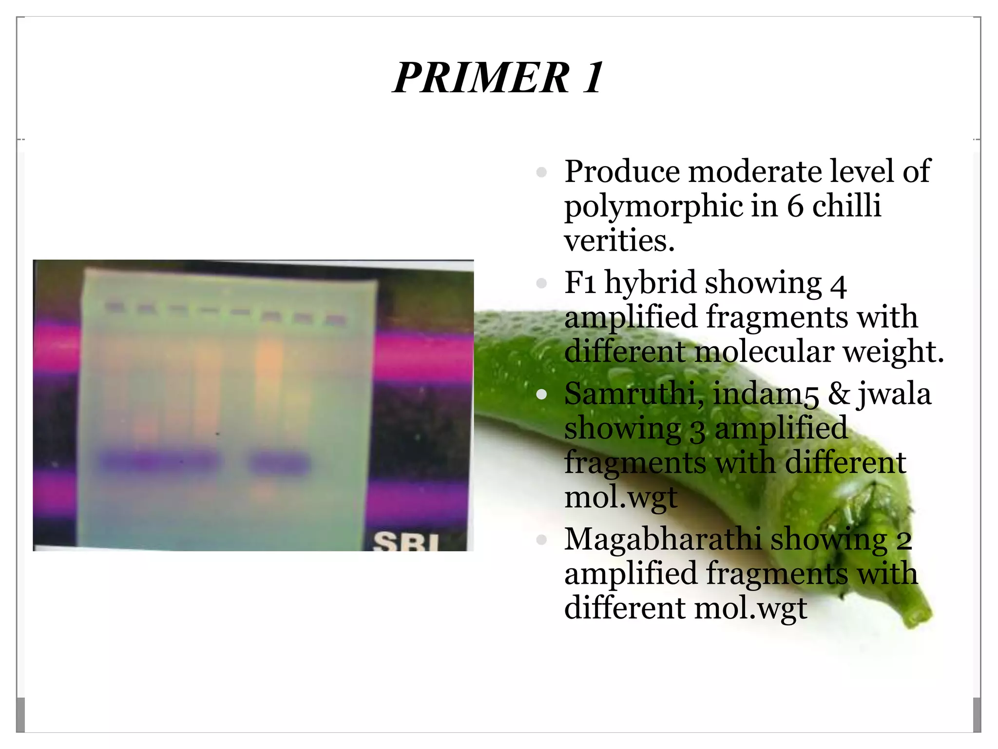 PRIMER 1
      Produce moderate level of
       polymorphic in 6 chilli
       verities.
      F1 hybrid showing 4
       amplified fragments with
       different molecular weight.
      Samruthi, indam5 & jwala
       showing 3 amplified
       fragments with different
       mol.wgt
      Magabharathi showing 2
       amplified fragments with
       different mol.wgt
 