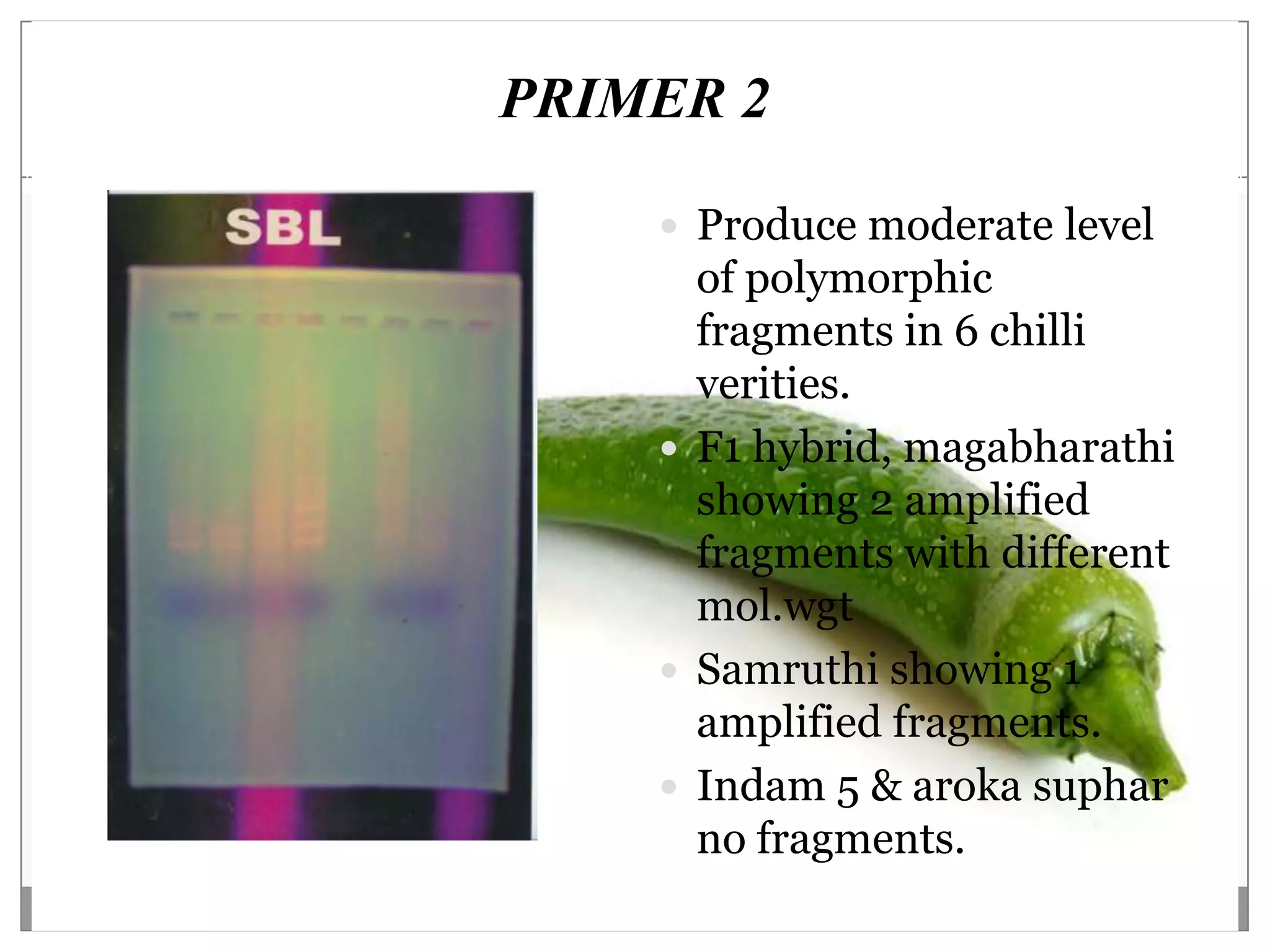 PRIMER 2

     Produce moderate level
      of polymorphic
      fragments in 6 chilli
      verities.
     F1 hybrid, magabharathi
      showing 2 amplified
      fragments with different
      mol.wgt
     Samruthi showing 1
      amplified fragments.
     Indam 5 & aroka suphar
      no fragments.
 