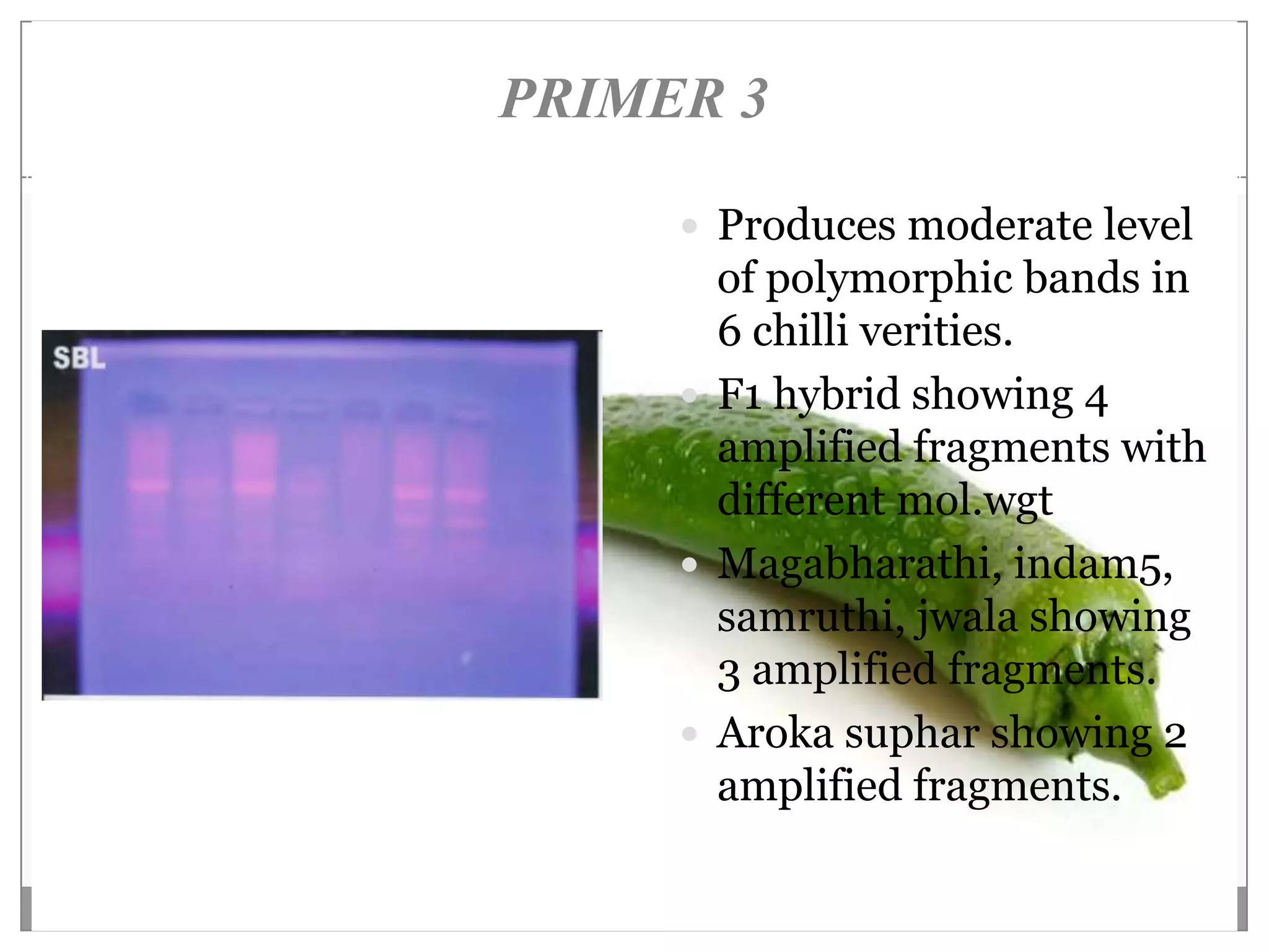 PRIMER 3

      Produces moderate level
       of polymorphic bands in
       6 chilli verities.
      F1 hybrid showing 4
       amplified fragments with
       different mol.wgt
      Magabharathi, indam5,
       samruthi, jwala showing
       3 amplified fragments.
      Aroka suphar showing 2
       amplified fragments.
 