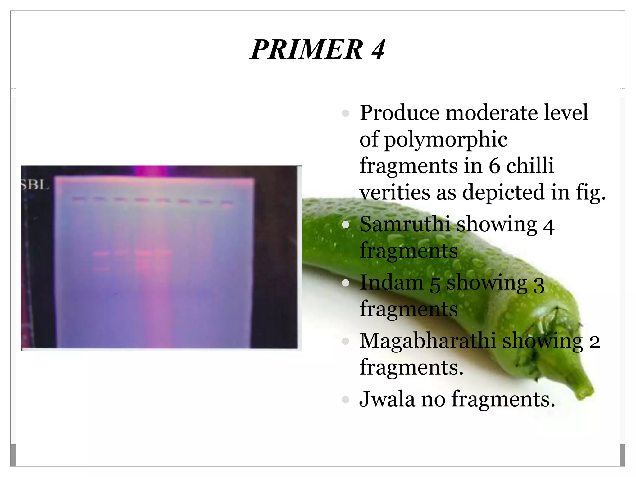 PRIMER 4

      Produce moderate level
         of polymorphic
         fragments in 6 chilli
         verities as depicted in fig.
        Samruthi showing 4
         fragments
        Indam 5 showing 3
         fragments
        Magabharathi showing 2
         fragments.
        Jwala no fragments.
 