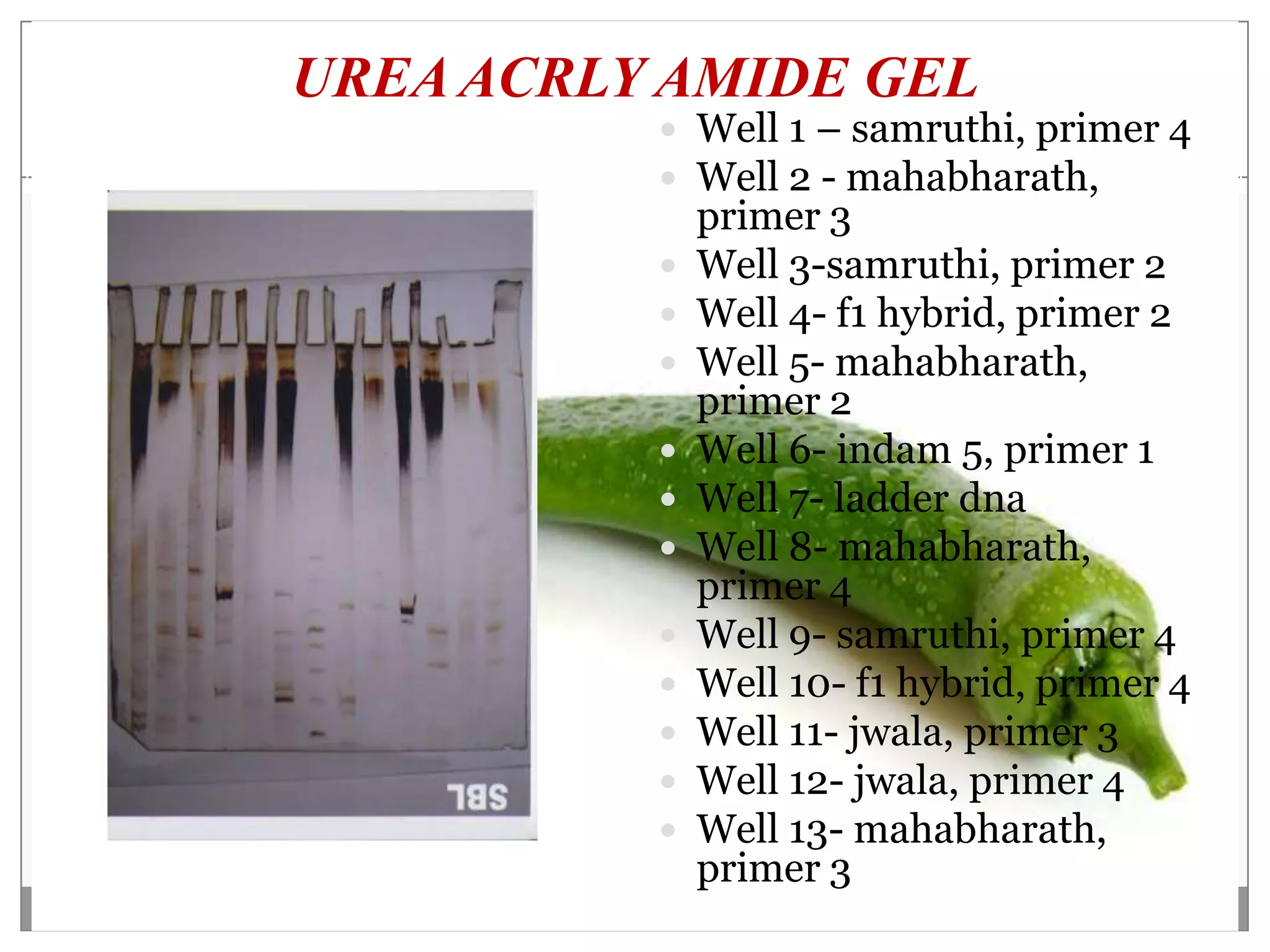 UREA ACRLY AMIDE GEL
           Well 1 – samruthi, primer 4
           Well 2 - mahabharath,
              primer 3
             Well 3-samruthi, primer 2
             Well 4- f1 hybrid, primer 2
             Well 5- mahabharath,
              primer 2
             Well 6- indam 5, primer 1
             Well 7- ladder dna
             Well 8- mahabharath,
              primer 4
             Well 9- samruthi, primer 4
             Well 10- f1 hybrid, primer 4
             Well 11- jwala, primer 3
             Well 12- jwala, primer 4
             Well 13- mahabharath,
              primer 3
 