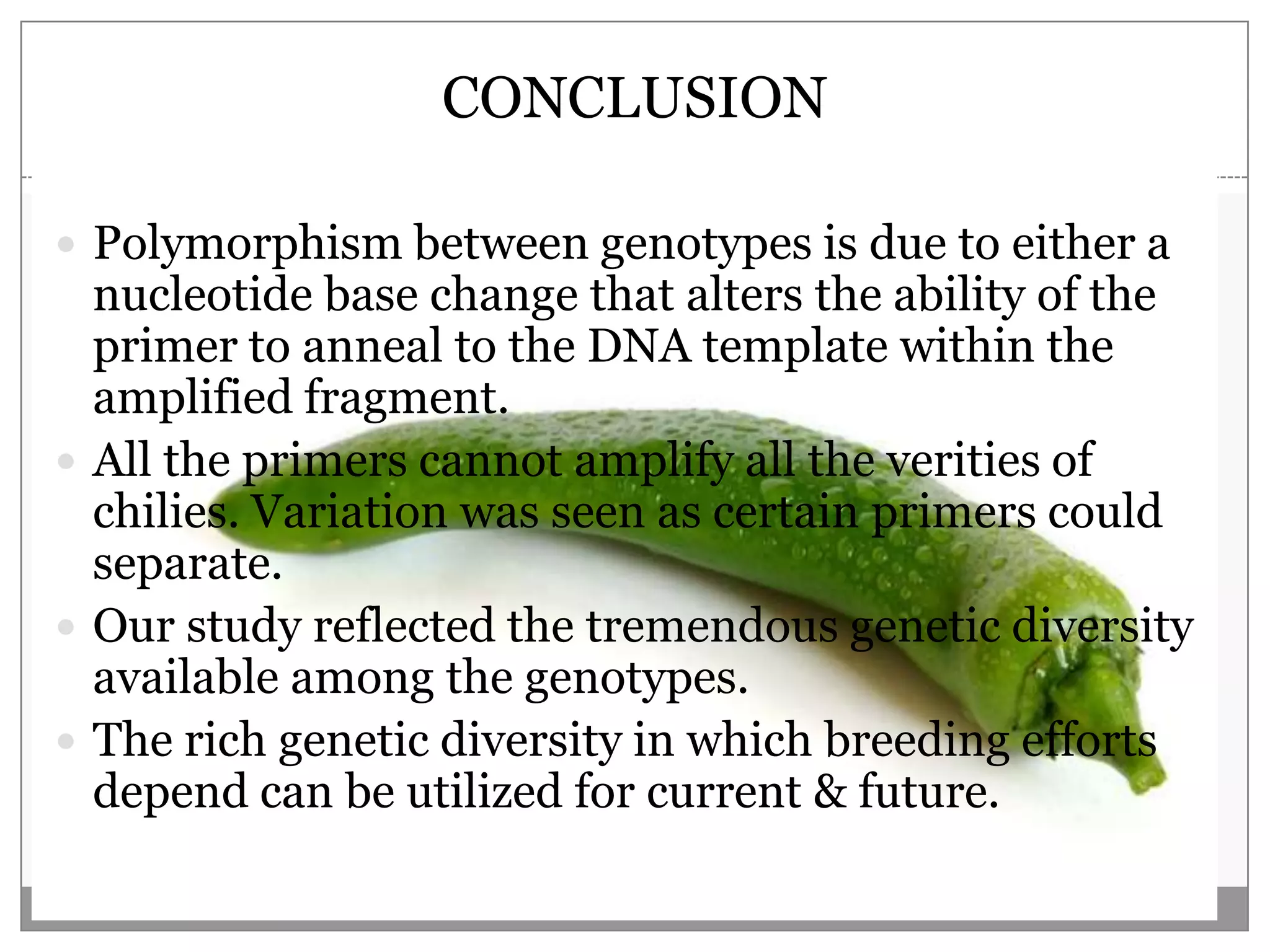 CONCLUSION

 Polymorphism between genotypes is due to either a
  nucleotide base change that alters the ability of the
  primer to anneal to the DNA template within the
  amplified fragment.
 All the primers cannot amplify all the verities of
  chilies. Variation was seen as certain primers could
  separate.
 Our study reflected the tremendous genetic diversity
  available among the genotypes.
 The rich genetic diversity in which breeding efforts
  depend can be utilized for current & future.
 