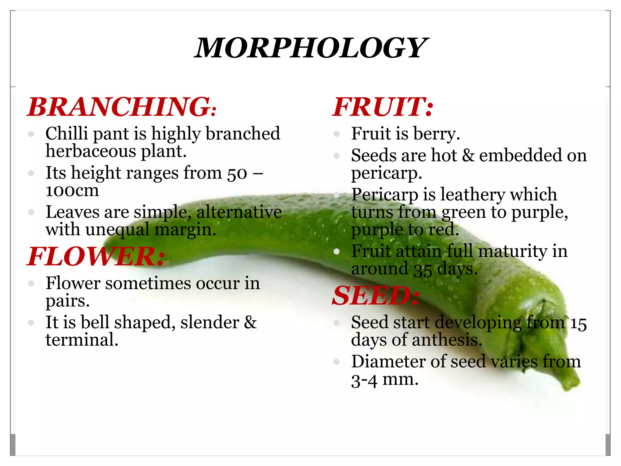 MORPHOLOGY

BRANCHING:                         FRUIT:
 Chilli pant is highly branched    Fruit is berry.
  herbaceous plant.                 Seeds are hot & embedded on
 Its height ranges from 50 –        pericarp.
  100cm                             Pericarp is leathery which
 Leaves are simple, alternative     turns from green to purple,
  with unequal margin.               purple to red.
                                    Fruit attain full maturity in
FLOWER:                              around 35 days.
 Flower sometimes occur in
  pairs.                           SEED:
 It is bell shaped, slender &      Seed start developing from 15
  terminal.                          days of anthesis.
                                    Diameter of seed varies from
                                     3-4 mm.
 