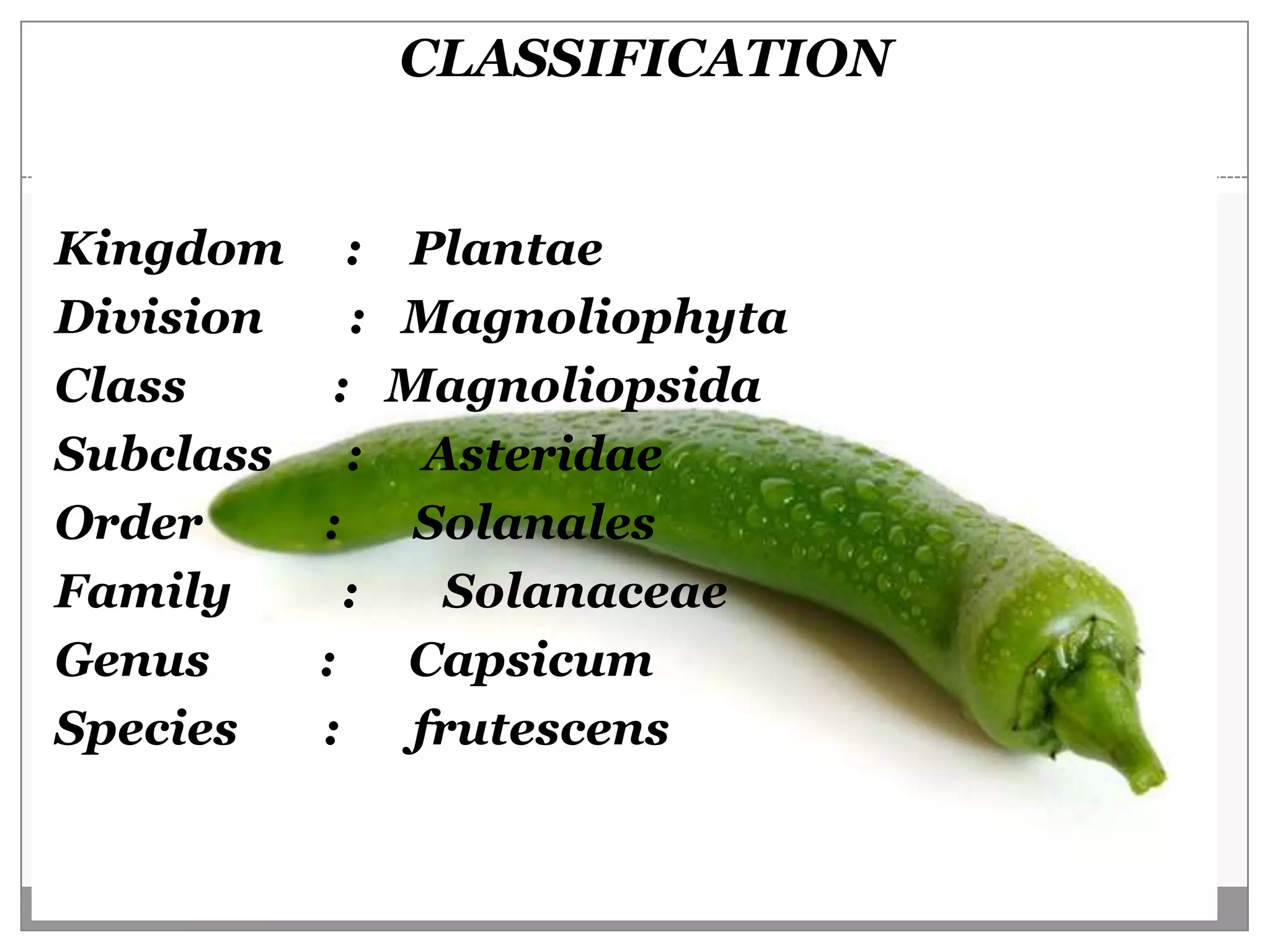 CLASSIFICATION


Kingdom :       Plantae
Division   :   Magnoliophyta
Class     :    Magnoliopsida
Subclass   :     Asteridae
Order    :      Solanales
Family     :      Solanaceae
Genus    :     Capsicum
Species  :      frutescens
 