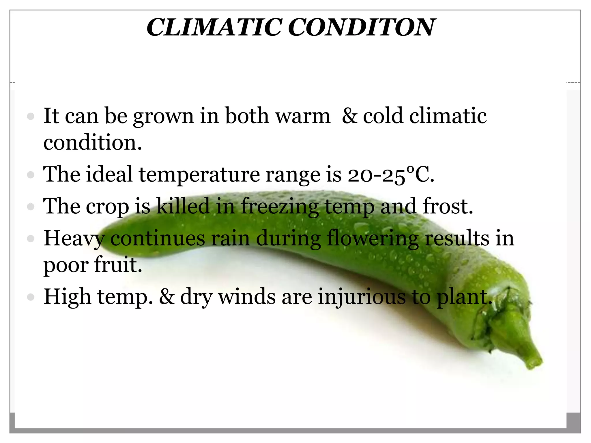 CLIMATIC CONDITON


 It can be grown in both warm & cold climatic
    condition.
   The ideal temperature range is 20-25°C.
   The crop is killed in freezing temp and frost.
   Heavy continues rain during flowering results in
    poor fruit.
   High temp. & dry winds are injurious to plant.
 