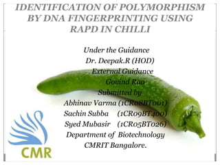 IDENTIFICATION OF POLYMORPHISM
  BY DNA FINGERPRINTING USING
         RAPD IN CHILLI

            Under the Guidance
             Dr. Deepak.R (HOD)
               External Guidance
                   Govind Rao
                 Submitted by
       Abhinav Varma (1CR08BT001)
       Sachin Subba (1CR09BT400)
       Syed Mubasir (1CR05BT026)
        Department of Biotechnology
             CMRIT Bangalore.
 