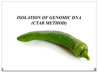 Identification of polymorphism by dna fingerprinting using rapd 2 | PPTX