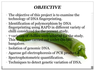 Identification of polymorphism by dna fingerprinting using rapd 2 | PPTX