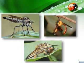 Identification of predators ppt | PPTX