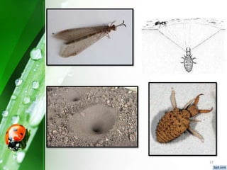 Identification of predators ppt | PPTX