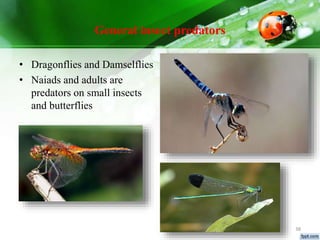 Insect Preditor Identification of predators ppt | PPTX