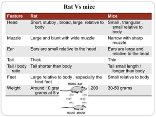 Stubby Rats Identification of rats and mice and their management | PPTX