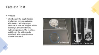 catalase test - principle, procedure, results, uses &... Identification of Staphylococcus and Streptococcus (1).pdf