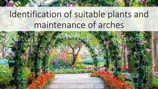Identification of suitable plants and
maintenance of arches
 