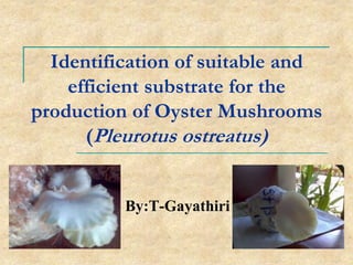 Identification of suitable and
    efficient substrate for the
production of Oyster Mushrooms
      (Pleurotus ostreatus)


          By:T-Gayathiri
 