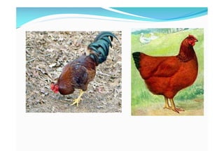 Identification of various breeds of poultry | PDF