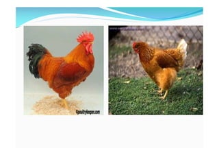 Identification of various breeds of poultry | PDF
