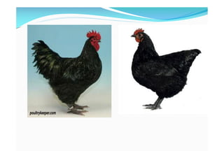 Identification of various breeds of poultry | PDF