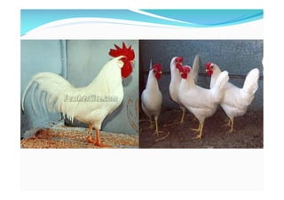 Identification of various breeds of poultry | PDF