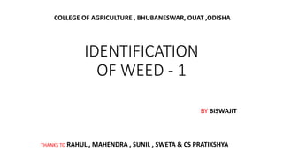 IDENTIFICATION
OF WEED - 1
BY BISWAJIT
THANKS TO RAHUL , MAHENDRA , SUNIL , SWETA & CS PRATIKSHYA
COLLEGE OF AGRICULTURE , BHUBANESWAR, OUAT ,ODISHA
 
