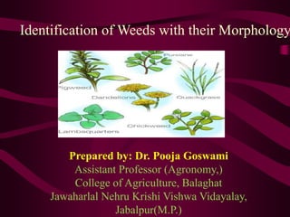 Identification of Weeds with their Morphology
Prepared by: Dr. Pooja Goswami
Assistant Professor (Agronomy,)
College of Agriculture, Balaghat
Jawaharlal Nehru Krishi Vishwa Vidayalay,
Jabalpur(M.P.)
 
