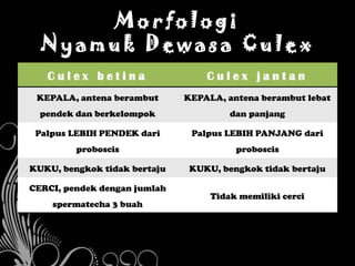 Morfologi
  Nyamuk Dewasa Culex
   Culex betina                   Culex jantan
 KEPALA, antena berambut      KEPALA, antena berambut lebat
  pendek dan berkelompok               dan panjang

 Palpus LEBIH PENDEK dari      Palpus LEBIH PANJANG dari
         proboscis                      proboscis

KUKU, bengkok tidak bertaju    KUKU, bengkok tidak bertaju

CERCI, pendek dengan jumlah
                                   Tidak memiliki cerci
    spermatecha 3 buah
 