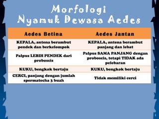 Morfologi
  Nyamuk Dewasa Aedes
     Aedes Betina                   Aedes Jantan
 KEPALA, antena berambut         KEPALA, antena berambut
 pendek dan berkelompok             panjang dan lebat
                               Palpus SAMA PANJANG dengan
 Palpus LEBIH PENDEK dari
                                 proboscis, tetapi TIDAK ada
         proboscis
                                         pelebaran
   KUKU, bengkok bertaju          KUKU, bengkok bertaju
CERCI, panjang dengan jumlah
                                    Tidak memiliki cerci
    spermatecha 3 buah
 