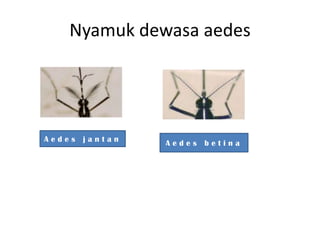 Nyamuk dewasa aedes




Aedes jantan   Aedes betina
 