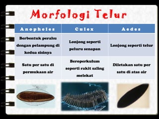 Morfologi Telur
 Anopheles                Culex                   Aedes

 Berbentuk perahu
                       Lonjong seperti
dengan pelampung di                          Lonjong seperti telur
                       peluru senapan
   kedua sisinya

                        Beroperkulum
  Satu per satu di                            Diletakan satu per
                      seperti rakit saling
  permukaan air                                 satu di atas air
                           melekat
 