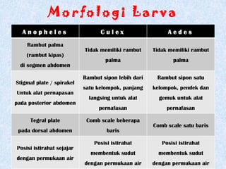 Morfologi Larva
  Anopheles                      Culex                    Aedes

    Rambut palma
                           Tidak memiliki rambut     Tidak memiliki rambut
    (rambut kipas)
                                   palma                    palma
  di segmen abdomen

                           Rambut sipon lebih dari    Rambut sipon satu
Stigmal plate / spirakel
                           satu kelompok, panjang    kelompok, pendek dan
Untuk alat pernapasan
                             langsing untuk alat       gemuk untuk alat
pada posterior abdomen
                                 pernafasan               pernafasan

     Tegral plate           Comb scale beberapa
                                                     Comb scale satu baris
 pada dorsal abdomen                baris

                               Posisi istirahat         Posisi istirahat
Posisi istirahat sejajar
                             membentuk sudut           membentuk sudut
dengan permukaan air
                           dengan permukaan air      dengan permukaan air
 
