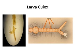Larva Culex
 