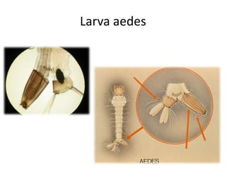 Larva aedes
 
