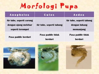 Morfologi Pupa
  Anopheles                      Culex                      Aedes

Air tube, seperti corong                              Air tube, seperti tabung
dengan ujung melebar       Air tube, seperti tabung       dengan lubang
   seperti terompet                                         memanjang

                             Pasa paddle tidak          Pasa paddle tidak
 Pasa paddle berduri
                                   berduri                    berduri
 