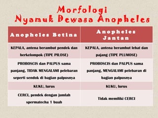 Morfologi
  Nyamuk Dewasa Anopheles
                                           Anopheles
Anopheles Betina
                                            Jantan
KEPALA, antena berambut pendek dan    KEPALA, antena berambut lebat dan
    berkelompok (TIPE PILOSE)              pajang (TIPE PLUMOSE)

   PROBOSCIS dan PALPUS sama            PROBOSCIS dan PALPUS sama
panjang, TIDAK MENGALAMI pelebaran    panjang, MENGALAMI pelebaran di
 seperti sendok di bagian palpusnya           bagian palpusnya

            KUKU, lurus                         KUKU, lurus

   CERCI, pendek dengan jumlah
                                            Tidak memiliki CERCI
        spermatecha 1 buah
 